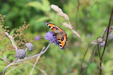 Insects Bumblebee and butterfly collect nectar on a blue flower