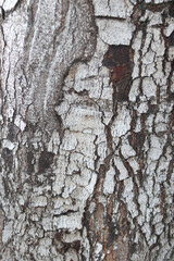 Bark skin texture background, nature hardwood