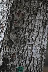 Bark skin texture background, nature hardwood