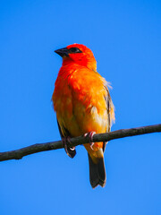 Vibrant red bird isolated in deep blue sky