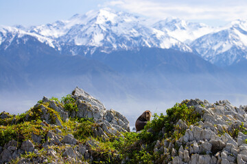cute new zealand fur seal pup looks at the camera with snow covered mountains in the background in Kaikōura Peninsula Walkway, Canterbury. Unique common marine mammals of New Zealand