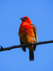 Vibrant red bird isolated in deep blue sky