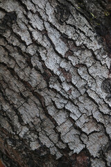Bark skin texture background, nature hardwood