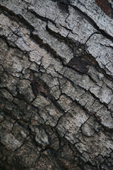 Bark skin texture background, nature hardwood