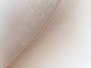 Soft and delicate texture of a feather with intricate details, delicate