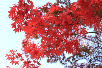 紅葉