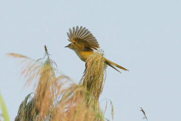 Striated Grassbird