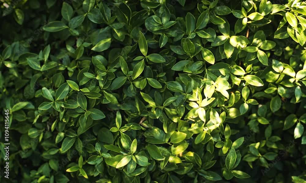 Aufkleber lush green foliage with sunlight creating a natural relaxing environment for a tranquil garden : gen