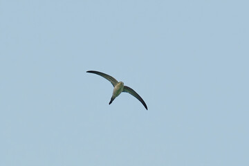 Asian Palm Swift