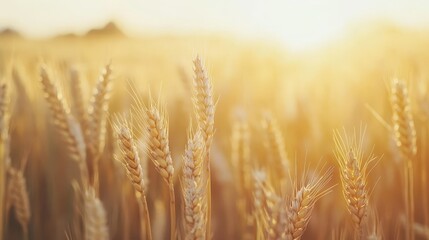 Obraz premium A golden field of wheat illuminated by sunlight, symbolizing agriculture and harvest.
