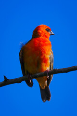 Vibrant red bird isolated in deep blue sky