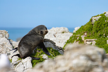 Beautiful unique adorable new zealand fur seal resting on the rocks spotted in Kaikōura Peninsula Walkway, Canterbury. Amazing marine mammals spotted in New Zealand