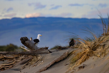common southern Black Backed Gull (Karoro)  stand on the branch spotted in Waikuku beach, Ashley...