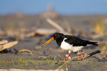 Beautiful common australian pied oystercatcher spotted while nesting on Waikuku beach near Ashley...