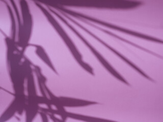 Bamboo leaf shadow in purple light for natural abstract minimalist background  