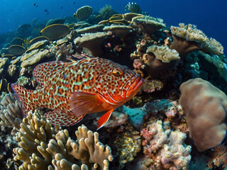 Obraz premium coral reef with Red coral grouper