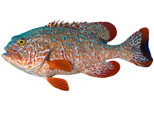 Fototapeta premium A Red coral grouper isolated on white background