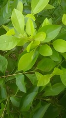 green leaves in the garden