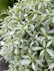 The White Sabrina plant or Japanese mini jasmine