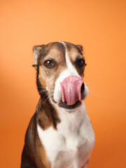 A mixed-breed dog is captured licking its nose against an orange background, displaying a playful and expressive gesture.