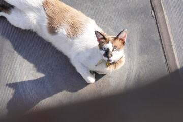 A brown and white cat sitting alone on the roof in the morning