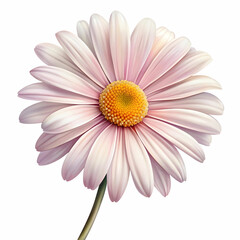 a daisy flower on white background