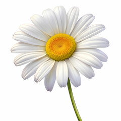 Fototapeta premium a daisy flower on white background