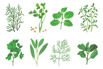 種類の豊富なハーブのシンプルイラストセット