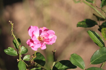 Fototapeta premium Pink Tropical South American Rosebushes and Roses Photography