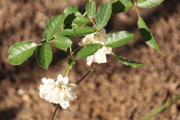Pink Tropical South American Rosebushes and Roses Photography