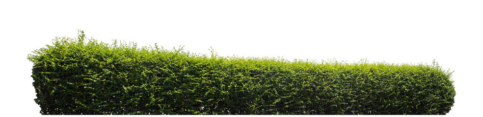 Long Green bush isolated on transparent background with cut path and alpha channel, high resolution.
