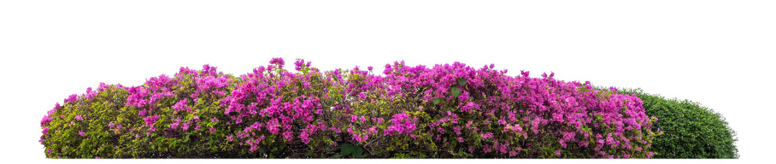 Fototapeta premium Long flower bush isolated on transparent background with cut path and alpha channel, high resolution.