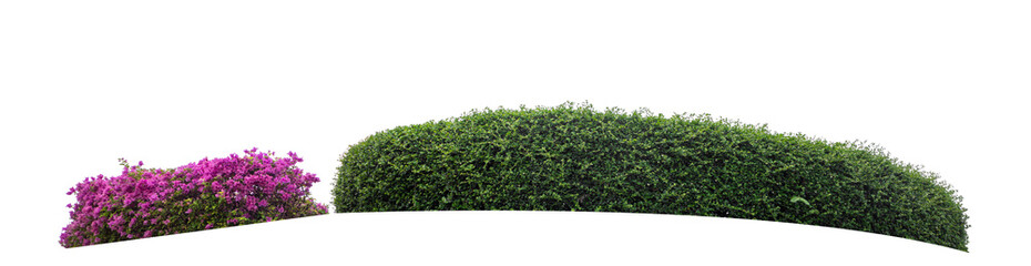Long bush isolated on transparent  background with cut path and alpha channel, high resolution.