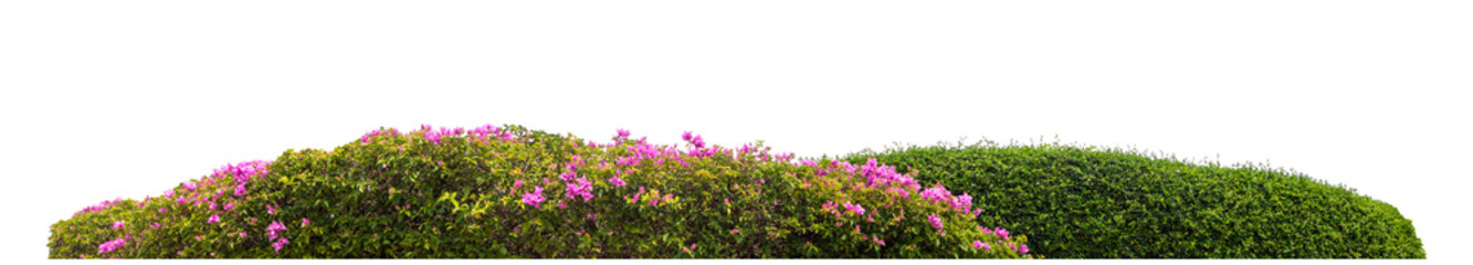 Long bush isolated on transparent background with cut path and alpha channel, high resolution.