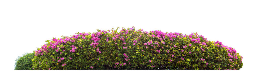 Long flower bush isolated on transparent background with cut path and alpha channel, high...