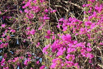 Pretty Beautiful Tropical Blossom Flowers