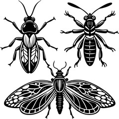 set of insects collections illustrations vector art isolated white background