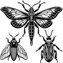 set of insects collections illustrations vector art isolated white background