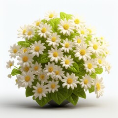 Obraz premium White Chrysanthemums - Fresh and Natural Floral Material