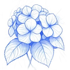 Fototapeta premium Detailed sketch of a hydrangea cluster, showcasing layered blossoms in precise symmetry