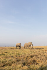 Obraz premium elephants in the savannah 