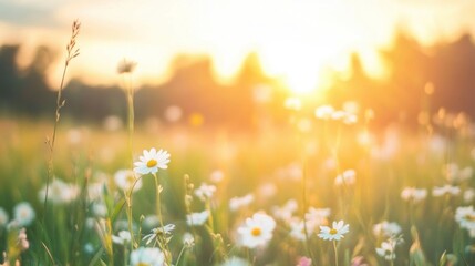 As the sun rises, its warm light illuminates a grassy field adorned with colorful wildflowers, creating a serene and uplifting atmosphere
