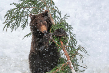 A brown bear playfully interacts with a fallen tree branch in the snowy wilderness during winter