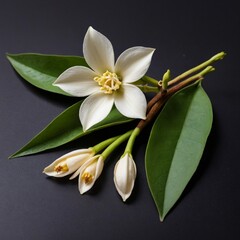 Fototapeta premium vanilla flower with pods and leaves isolated