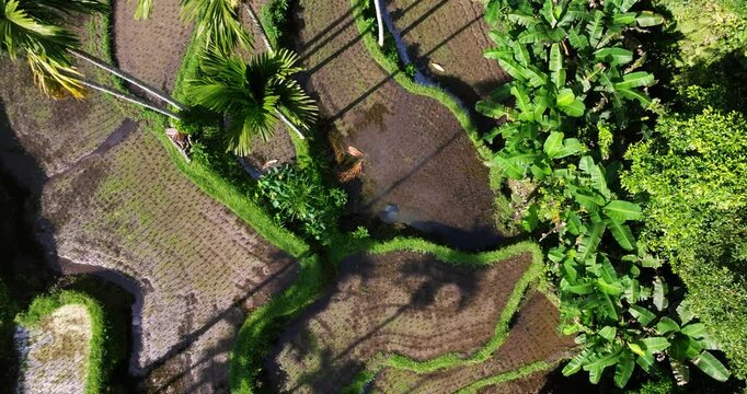 Aerial top down ascend above Ubud rice terraces in Bali, showcasing layered green fields in a serene setting with tropical palm long shadows