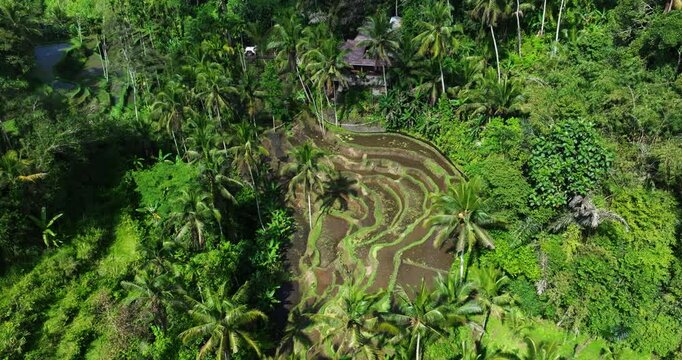 High-angle aerial overview of Ubud rice terraces in Bali, Indonesia, with layers of green fields on cloudy day