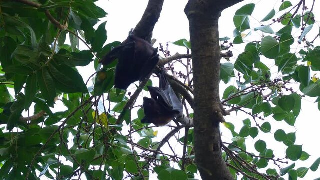 Wild black flying-fox (Pteropus alecto) and little red flying-fox (Pteropus scapulatus) hanging upside down from a tree branch, close up shot.
