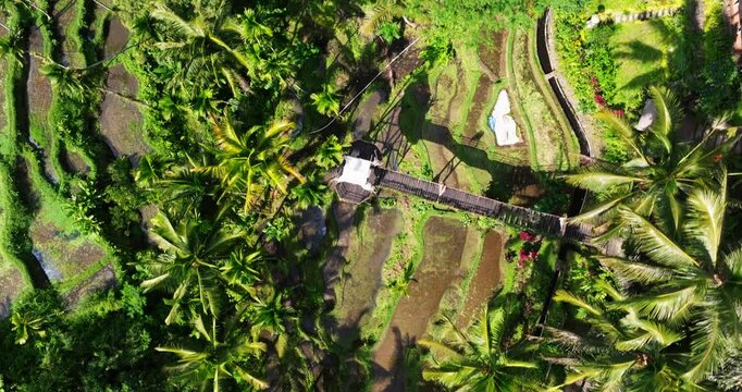 Aerial top down pan across Ubud&rsquo;s famous rice terraces in Bali, Indonesia, with lush green landscape and terraces