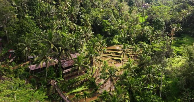 Aerial establishing dolly across Ubud rice terraces in Bali, Indonesia, highlighting lush greenery on overcast day with tropical homes hidden below palm trees