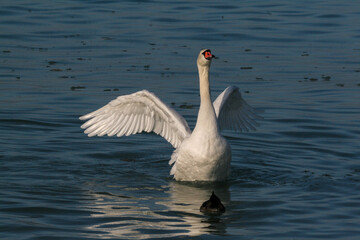 Obraz premium Swans in winter on the shores of the Caspian Sea
